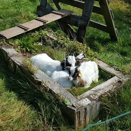 Ziegler - Fingerhut Appartement Baiersbronn