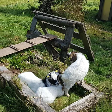 Ziegler - Fingerhut Baiersbronn